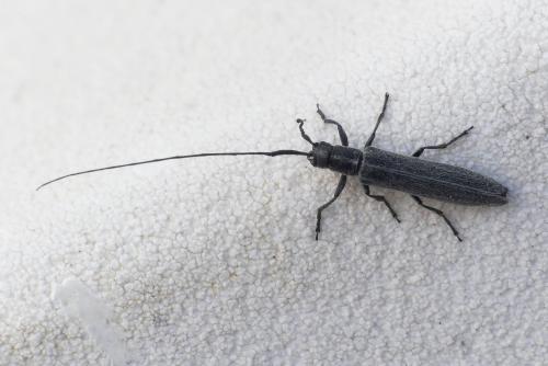 Calamobius filum